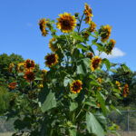 asa-gallery-sunflowers